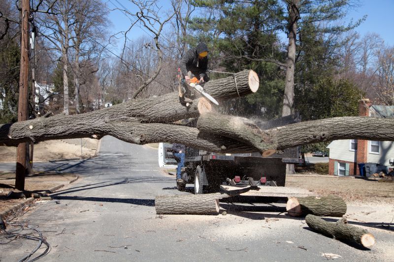 Tree Removal detail