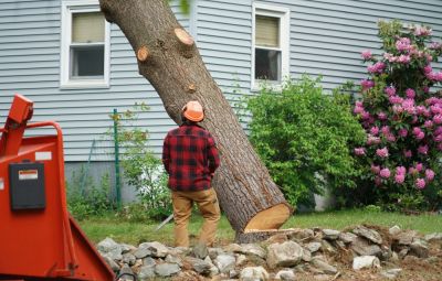 Tree Cutting Service - Tree Removal Hillsborough County, Florida