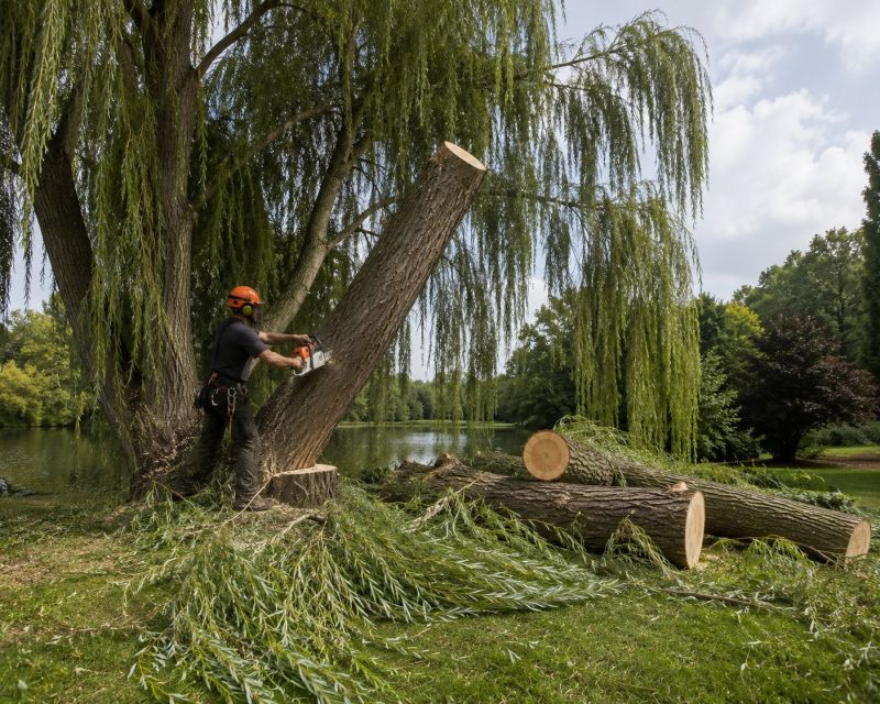 Cypress Tree Removal in Montgomery County, PA